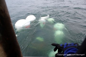 Unter Wasser Schleppen der Riva Super Aquarama in den Hafen für die Bergung durch die Bootswerft Baumgart